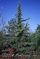 Cedrus deodara (Deep Cove Deodar Cedar)