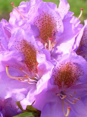 Rhododendron ('Blutopia' Rhododendron)
