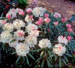 Rhododendron yakushimanum ('Angel' Yak Rhododendron)
