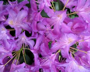 Rhododendron (Blue Jay Rhododendron)