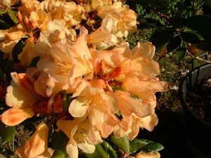 Rhododendron (Buttermint Rhododendron)