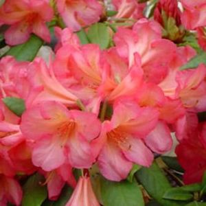 Rhododendron (Rhododendron Balalaika)