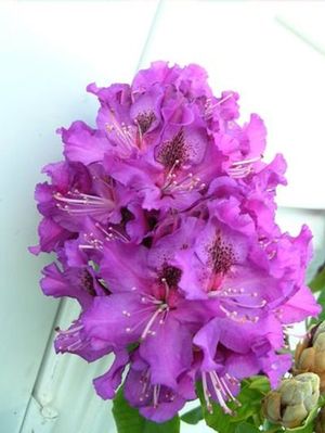 Rhododendron (Colonel Coen Rhododendron)
