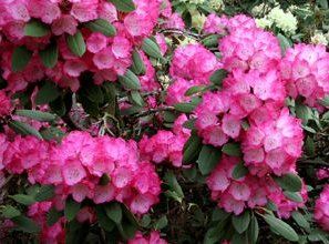 Rhododendron Yakushimanum (Catalina Yak Rhododendron)