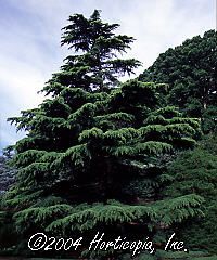 Cedrus deodara (Golden Deodar Cedar)