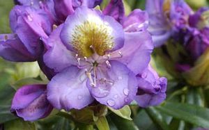 Rhododendron (Edwin O Weber Rhododendron)