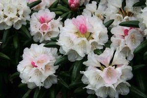 Rhododendron Yakushimanum ('Emerald Ice' Yak Rhododendron)