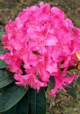 Rhododendron ('Cynthia' Rhododendron)