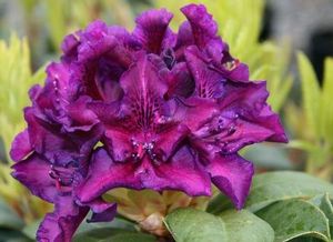 Rhododendron ('Edith Bosely' Rhododendron)