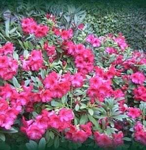 Rhododendron ('Elizabeth' Rhododendron)