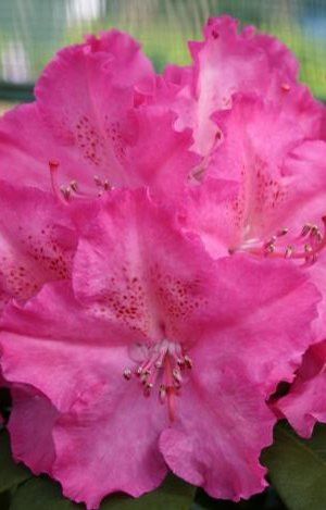 Rhododendron ('Germania' Rhododendron)
