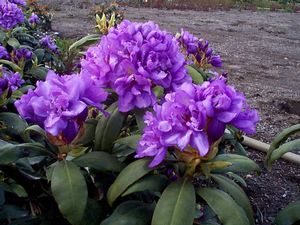 Rhododendron ('Fast Flore Pleno' Rhododendron)