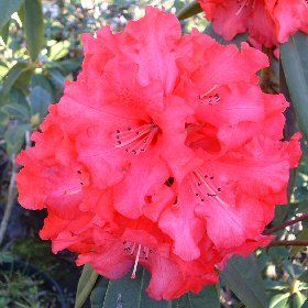 Rhododendron ('Grace Seabrook' Rhododendron)