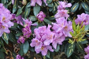 Rhododendron ('Goldflimmer' Rhododendron)