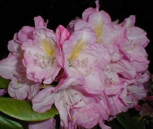 Rhododendron ('Graf Zepplin' Rhododendron)