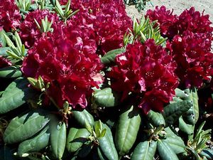 Rhododendron ('Henry's Red' Rhododendron)