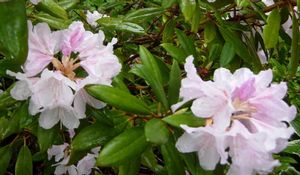 Rhododendron ('Head Honcho' Rhododendron)