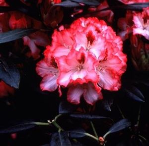 Rhododendron (Hachman's Polaris)