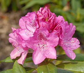 Rhododendron ('Ignatious Sargent' Rhododendron)