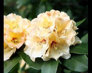 Rhododendron ('Horizon Monarch' Rhododendron)