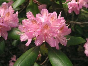 Rhododendron ('Minus' Rhododendron)