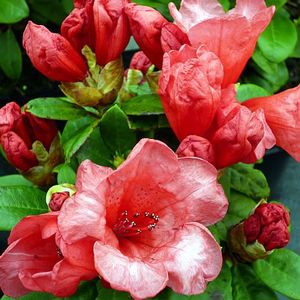 Rhododendron ('Molly Ann' Rhododendron)