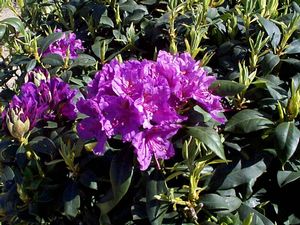 Rhododendron (Lee's Best Purple)