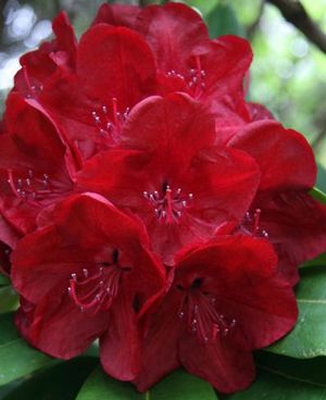 Rhododendron ('Lem's Stormcloud' Rhododendron)