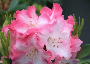 Rhododendron ('Lem's Monarch' Rhododendron)