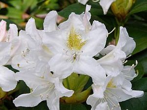 Rhododendron ('Madame Masson' Rhododendron)