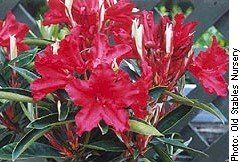 Rhododendron ('Mandalay' Rhododendron)