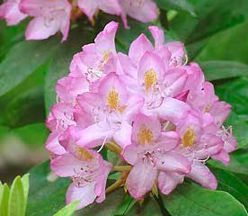 Rhododendron ('Maxecat' Rhododendron)
