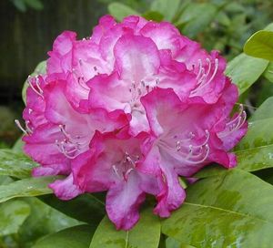 Rhododendron ('Princess Mary of Cambridge' Rhododendron)