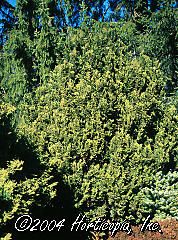 Chamaecyparis obtusa nana (True Dwarf Hinoki Cypress)