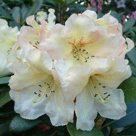 Rhododendron ('Odee Wright' Rhododendron)