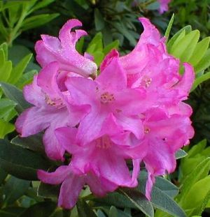 Rhododendron ('Myrtifolium' Hydrangea)
