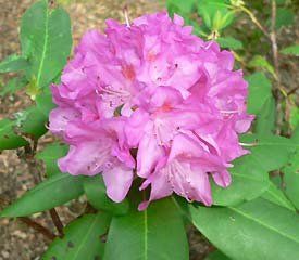 Rhododendron ('Paul Bosley' Rhododendron)