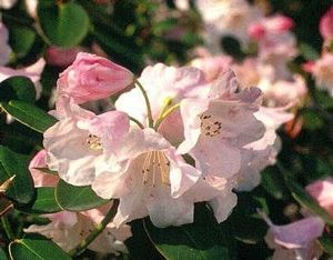 Rhododendron (Olympic Lady)