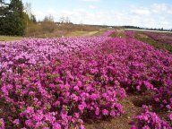 Rhododendron (PJM Elite)