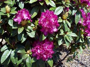 Rhododendron (Purple Lace)