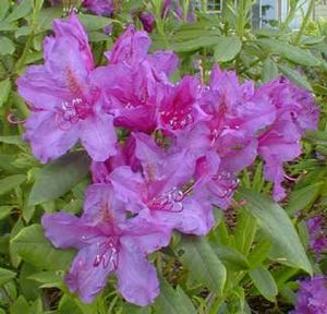 Rhododendron ('Purpureum Grandiflorum/)