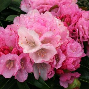 Rhododendron Yakushimanum ('Queen Alice' Yak Rhododendron)