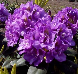 Rhododendron ('Royal Purple' Rhododendron)