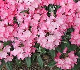 Rhododendron yakushimanum ('Senorita Chere' Yak Rhododendron)