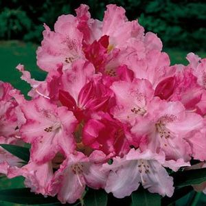 Rhododendron Yakushimanum ('Solidarity' Yak Rhododendron)