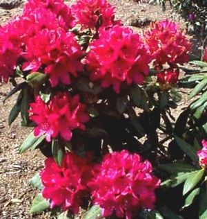 Rhododendron ('The General' Rhododendron)