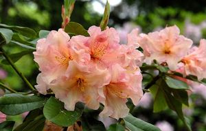 Rhododendron ('Trude Webster' Rhododendron)