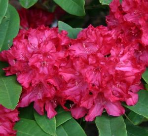 Rhododendron ('Vivacious' Rhododendron)