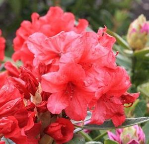 Rhododendron ('Vulcan's Flame' Rhododendron)