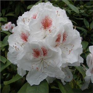 Rhododendron ('Williams' Rhododendron)